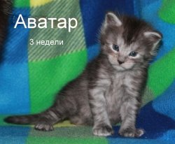 Аватар