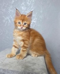 7 недель