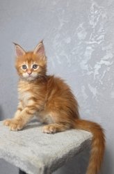 7 недель