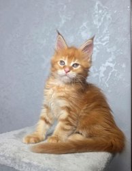 7 недель