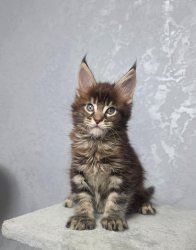 7 недель