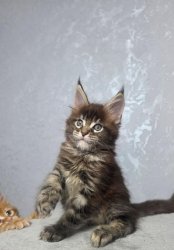 7 недель