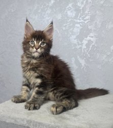 7 недель
