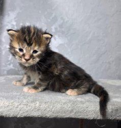 3 недели