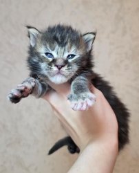 3 недели