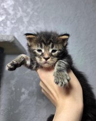 3 недели