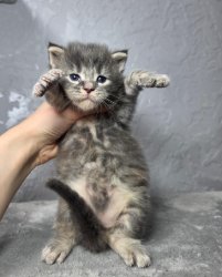 3 недели