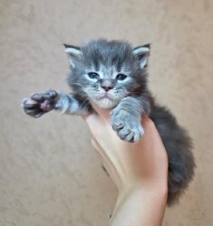 3 недели