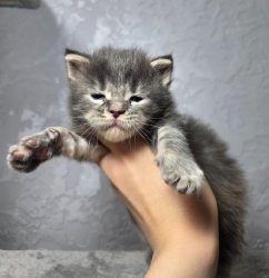 3 недели