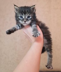 3 недели