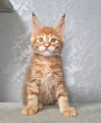 2 месяца