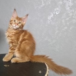 3 мес