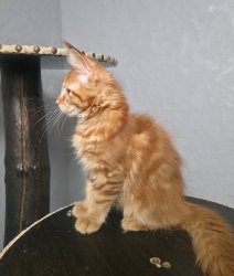 3 мес