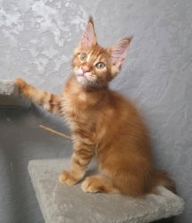 3 мес